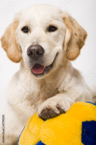 cute doggy holding a ball
