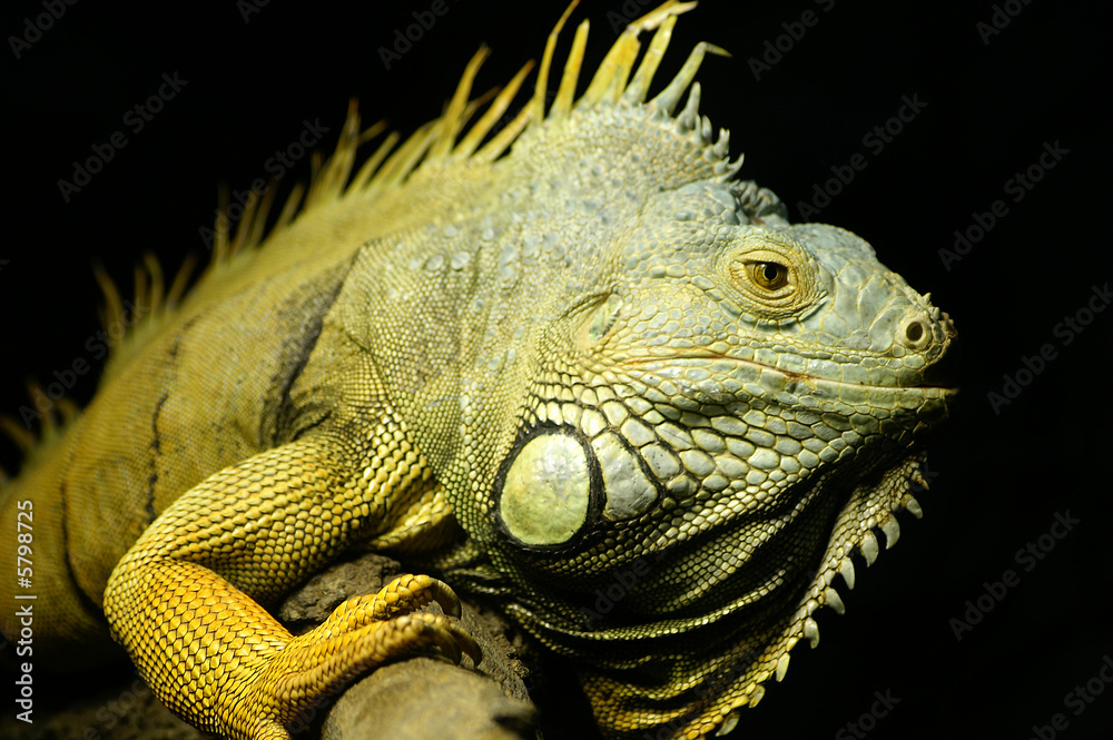 Obraz premium Iguana