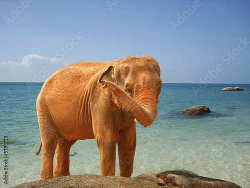 hallucination  elephant sur une plage