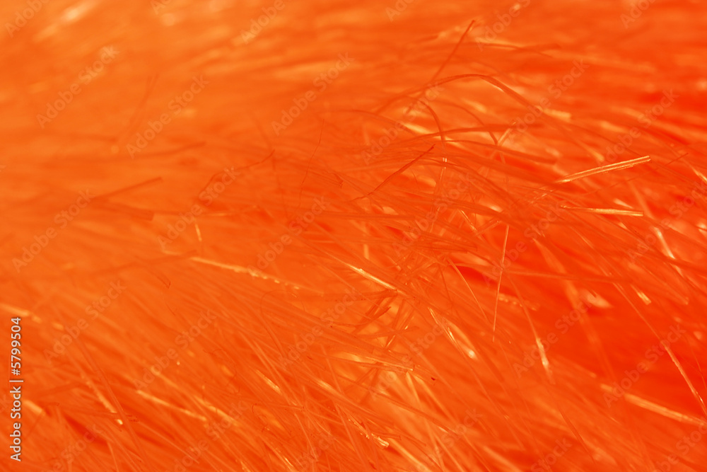 Furry Furry
