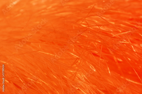 Furry