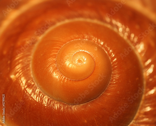 Close-up picture of a brown snail shell