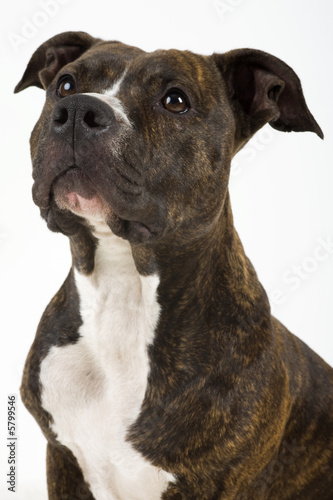 american staffordshire terrier