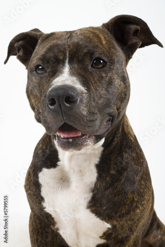 american staffordshire terrier