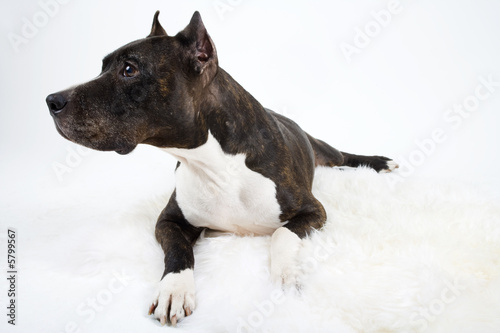 old staffordshire Terrier