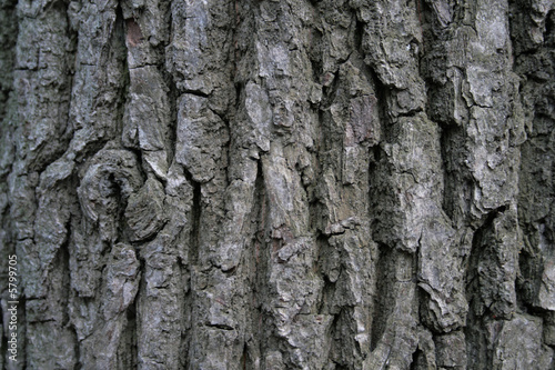close-up of ald tree bark