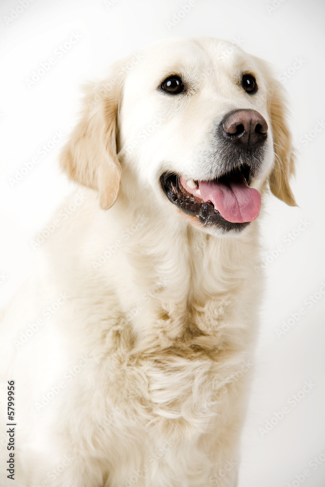 Fototapeta premium retriever