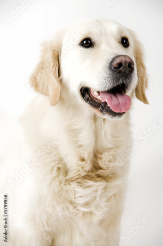 retriever