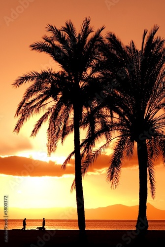 summer vacation palm tree on beach