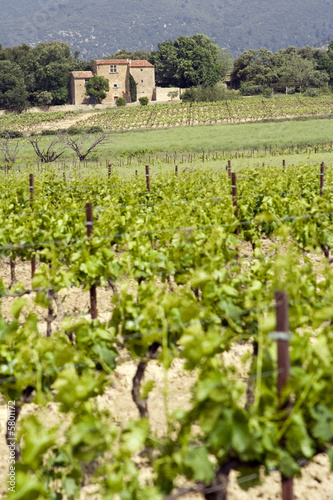 Domaine viticole en Provence