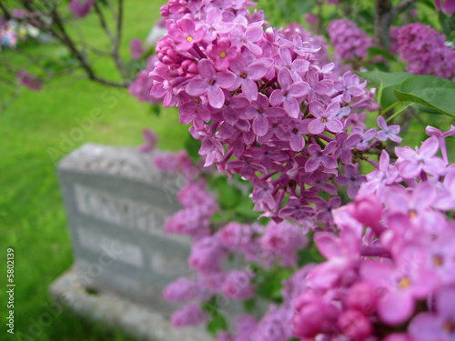 Llilac And Gravestone
