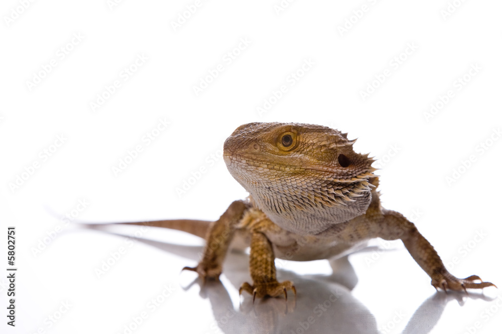 Obraz premium Bearded Dragon in front of a white background