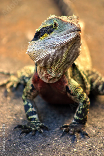 Iguana.. © Chee-Onn Leong