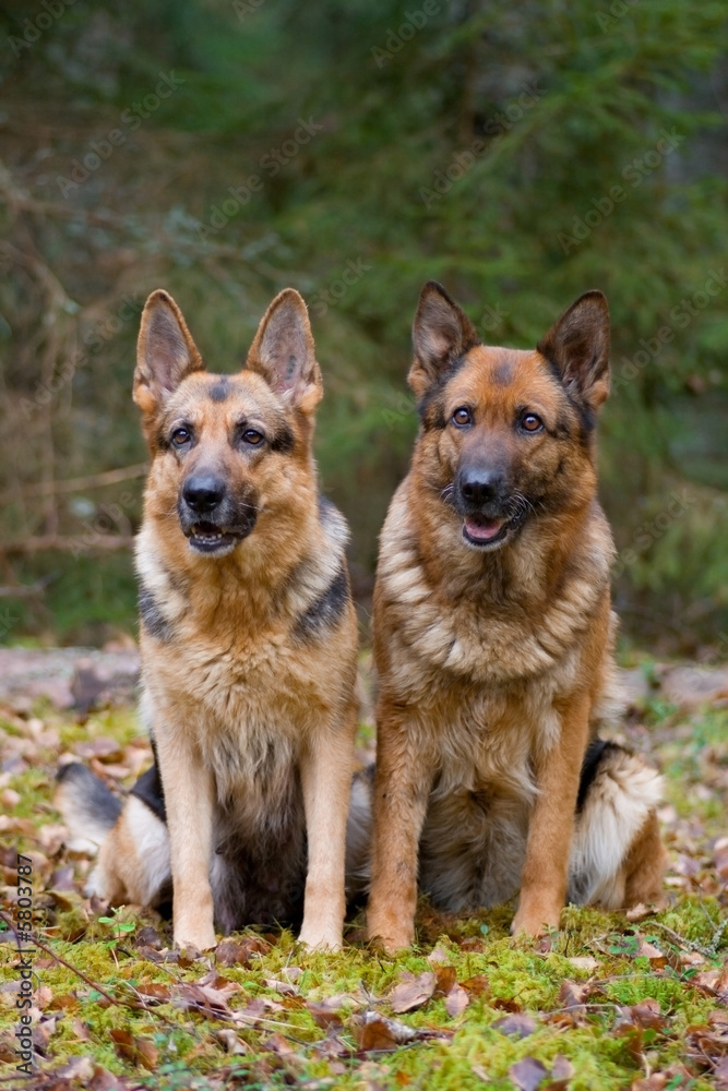 Two German shepherds sitting on a grass in a wood Two German shepherds sitting on a grass in a wood
