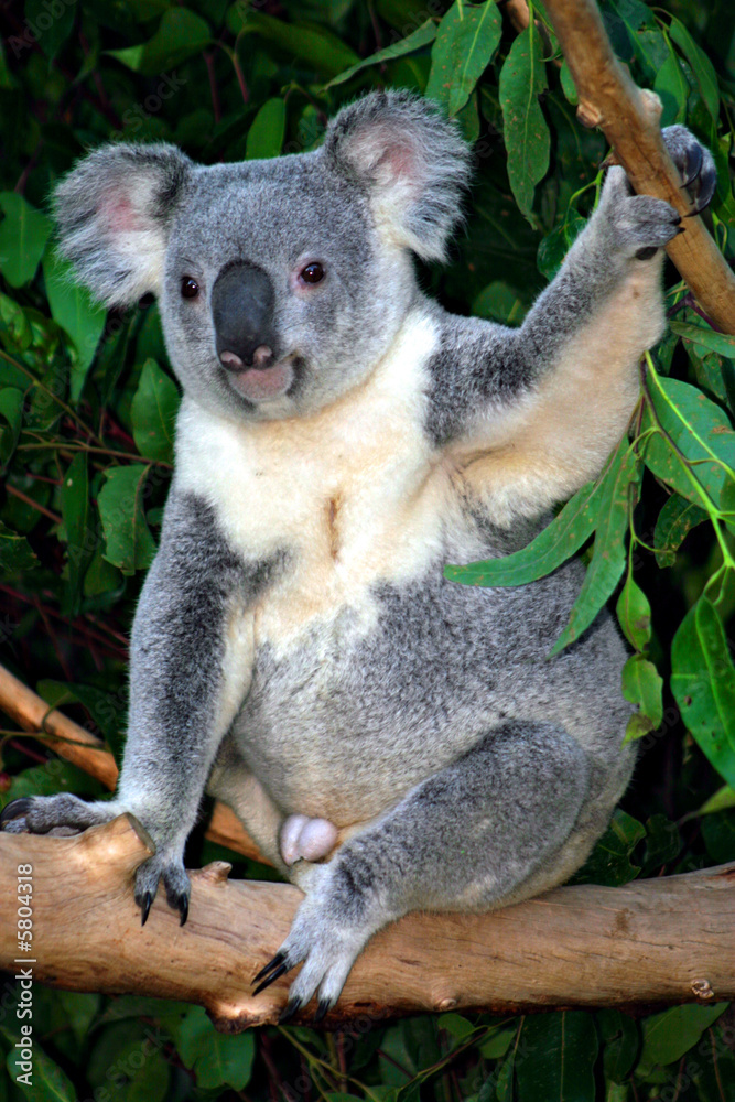 Obraz premium Koala Bear..