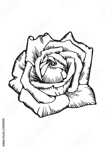 Rosa