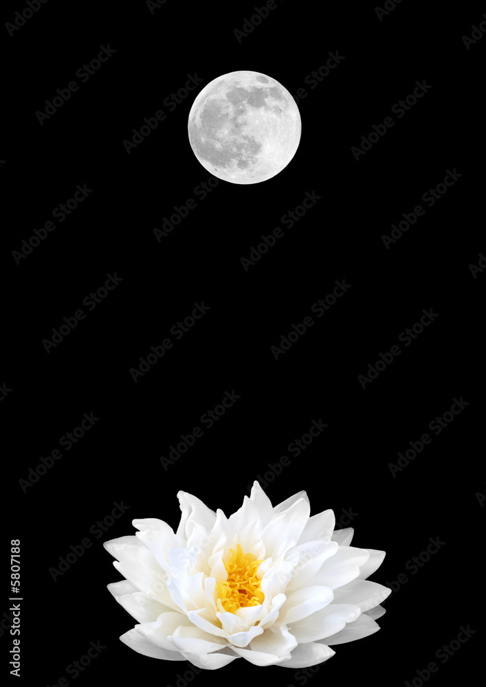 Naklejka premium Feminine Symbols