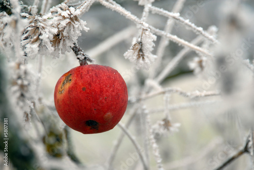 Winterapfel