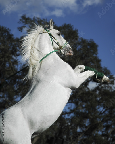 Canvastavla Rearing White Stallion