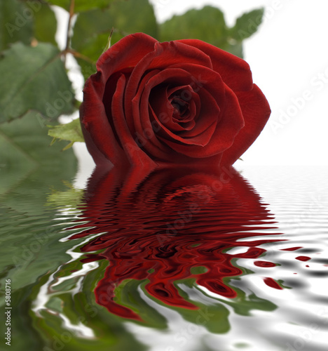 red rose reflecting from water surface close up