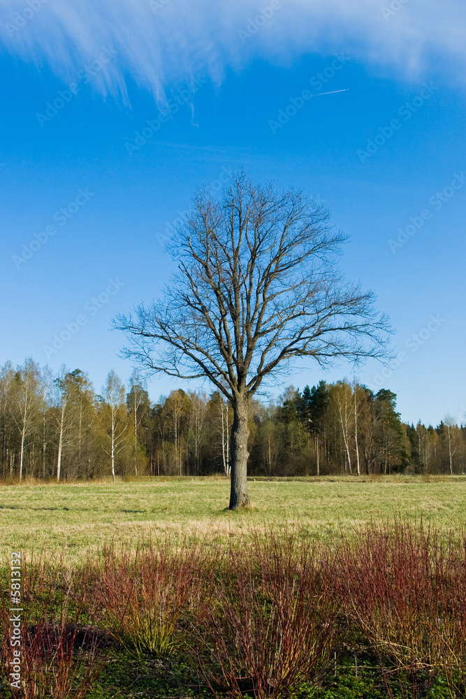 Obraz premium Lonley tree