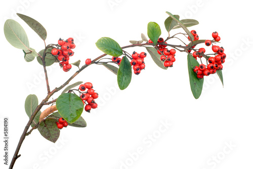 cotoneaster branch with berries isolated on white