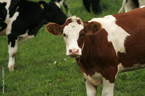 Farm cow © Jakub Mackowiak