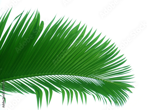 feuille de palmier bonbonne