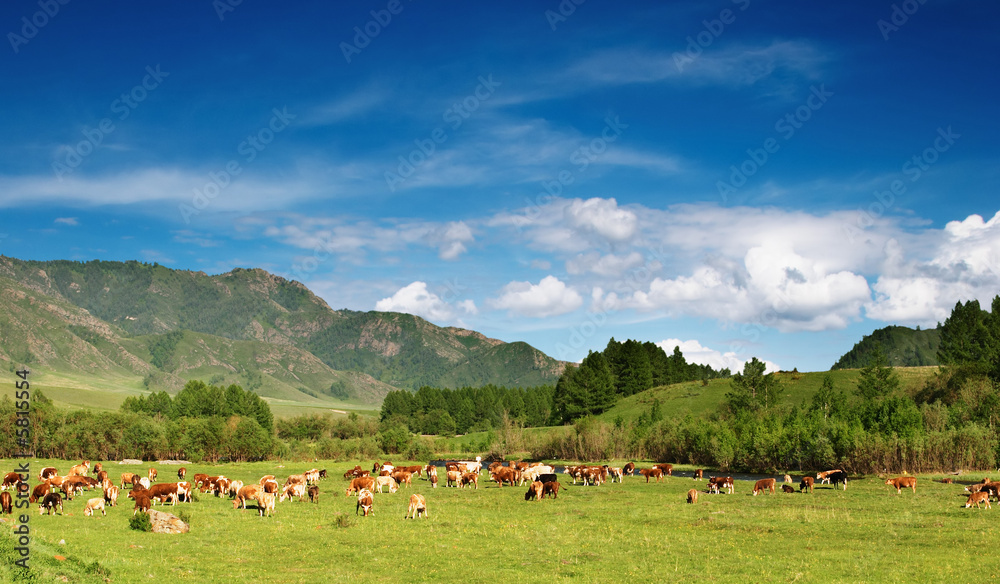 Landscape with grassland and grazing cows