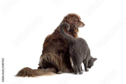 Fototapeta Naklejka Na Ścianę i Meble -  Grey British Short-haired cat and a brown dog