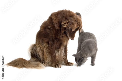 Grey British Short-haired cat and a brown dog