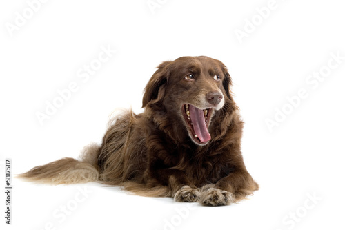Fototapeta Naklejka Na Ścianę i Meble -  broen dog yawning