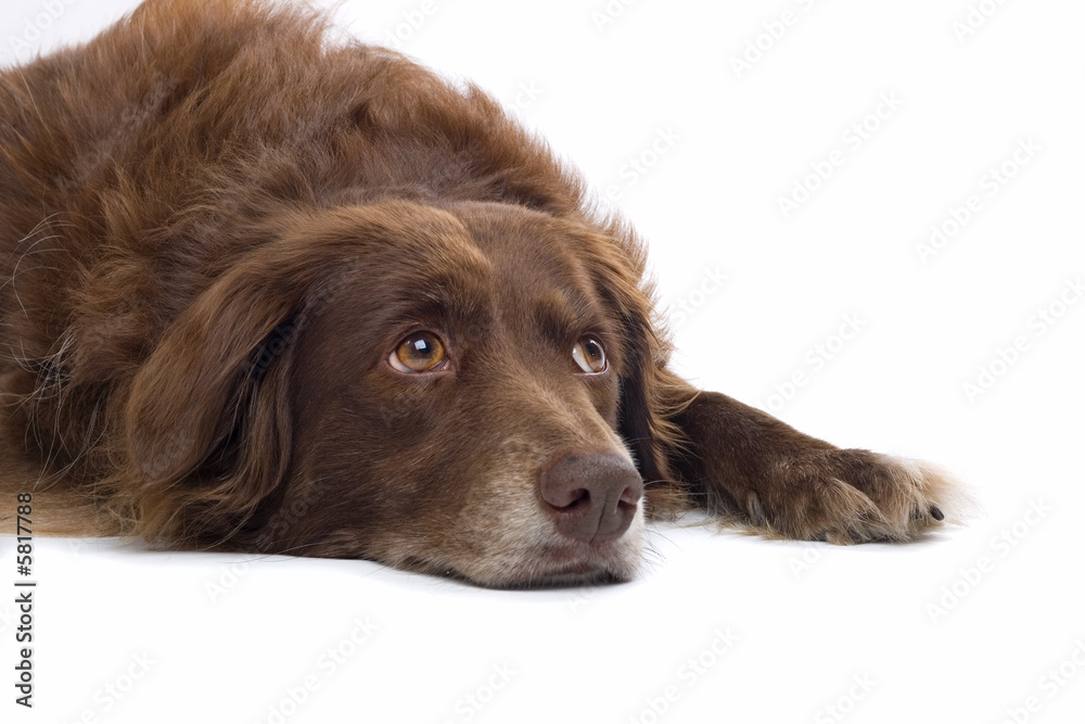 close up of a brown dog