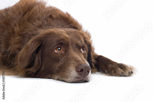 Fototapeta Naklejka Na Ścianę i Meble -  close up of a brown dog