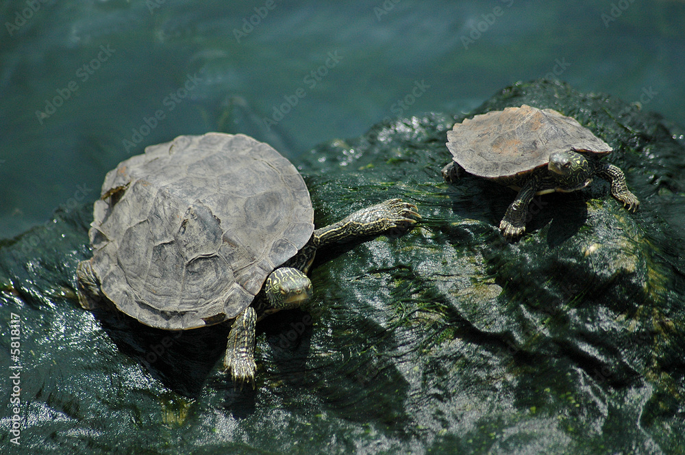 Small map turtle pair Small map turtle pair