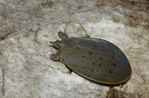 Eastern Spiny Softshell Turtle, Male