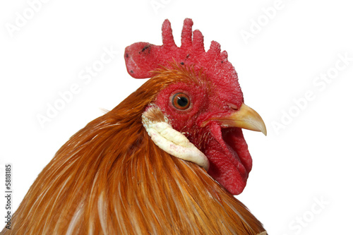 Close up of a roosters head isolated on white background.