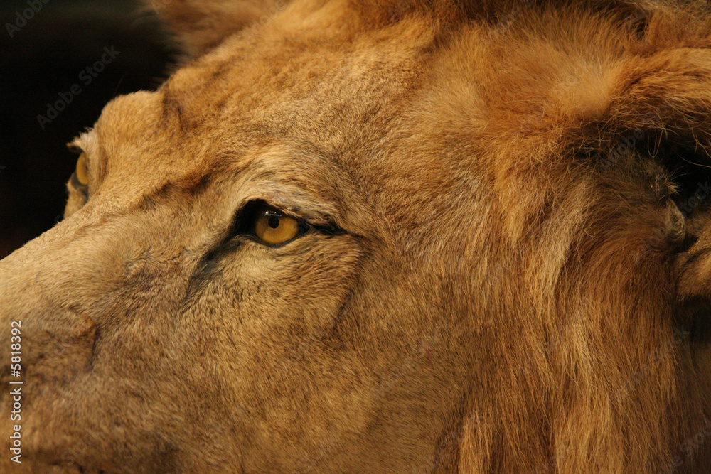 Fototapeta premium Regard de lion
