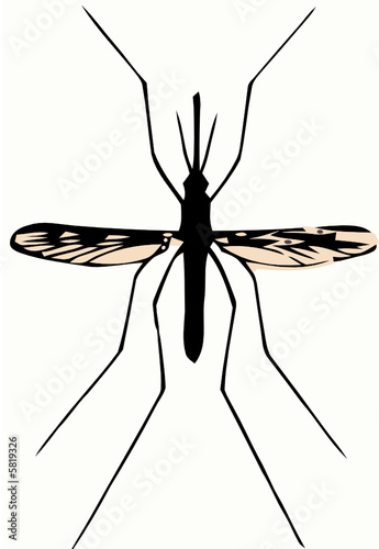 mosquito