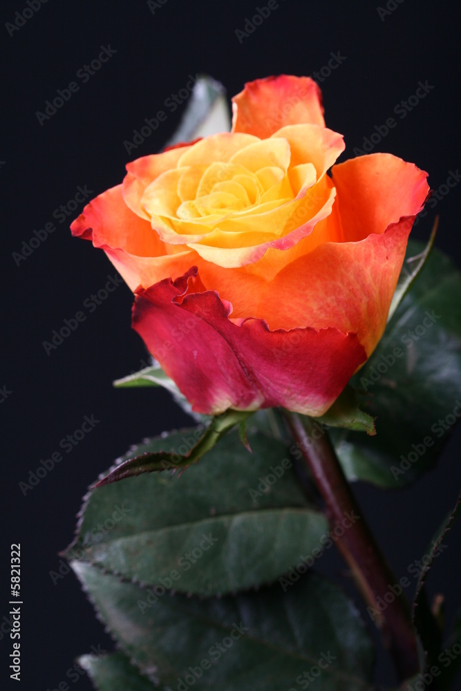 Fototapeta premium rose
