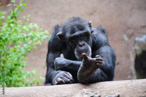 Chimpanse