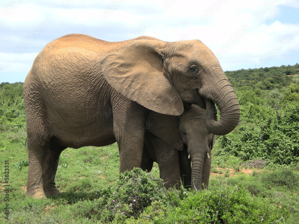 Obraz premium Elefant mit Kalb