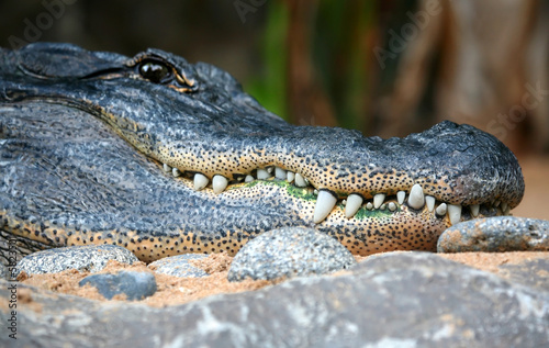 Alligator Teeth