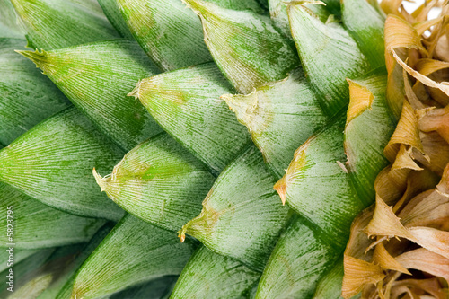 Close-up photo of pineapple leaves