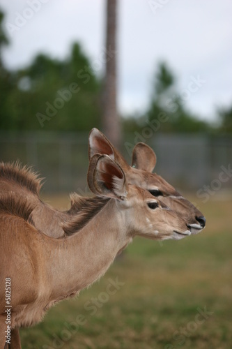 deer friends