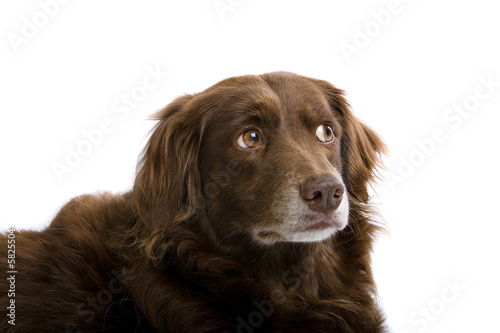Fototapeta Naklejka Na Ścianę i Meble -  brown dog portrait