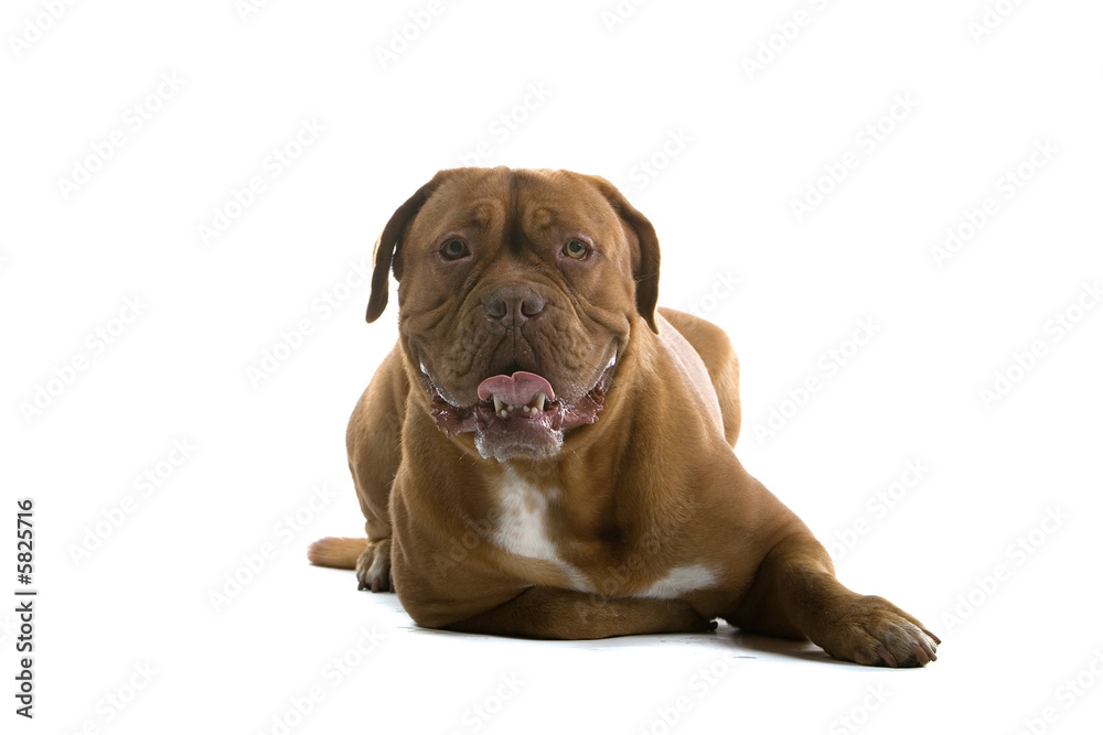 Obraz premium bordeaux dog, french mastiff isolated on white