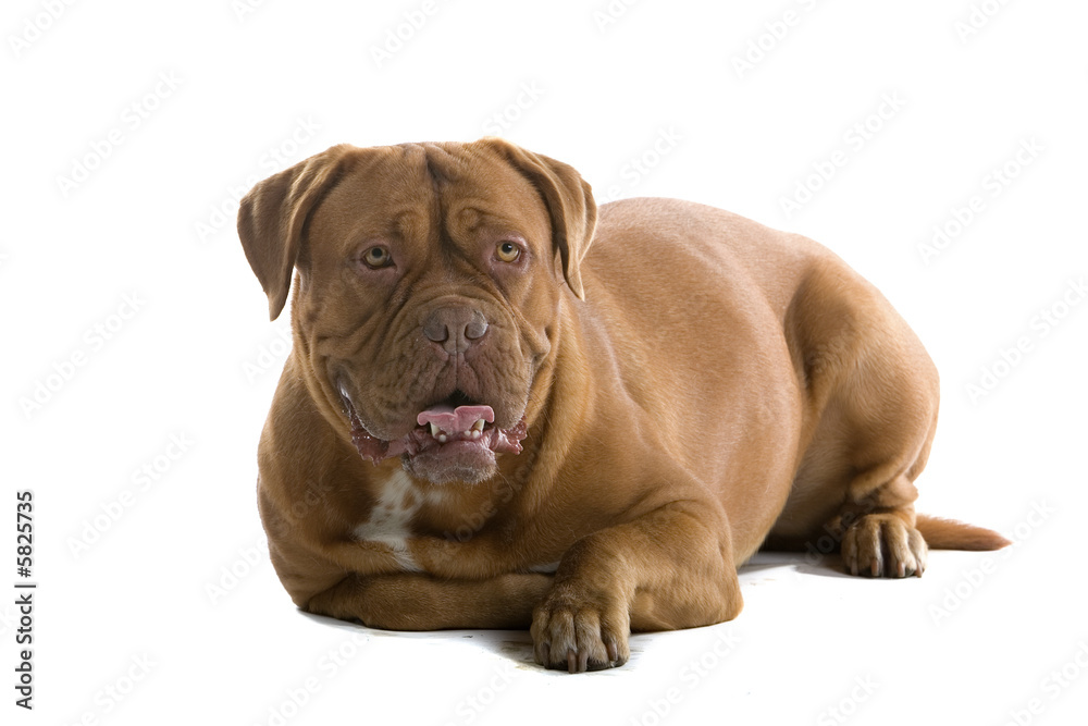 bordeaux dog, french mastiff isolated on white