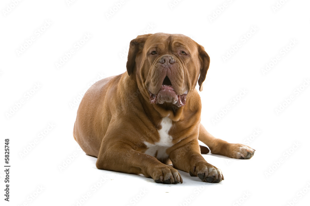 bordeaux dog, french mastiff isolated on white