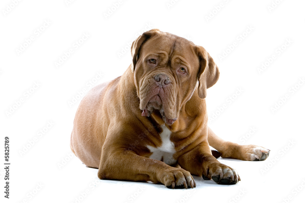 bordeaux dog, french mastiff isolated on white bordeaux dog, french mastiff isolated on white